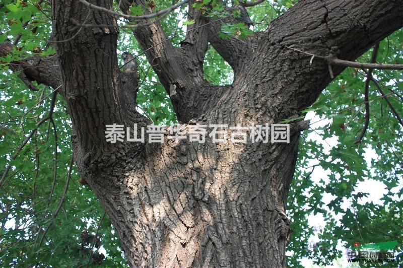 百年五角楓 65公分五角楓