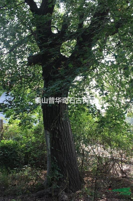 百年五角楓 65公分五角楓
