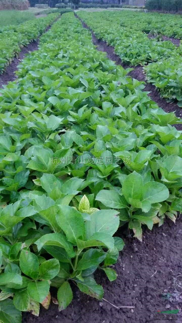 供應八仙花工程地栽苗 綠化杯苗：小毛球