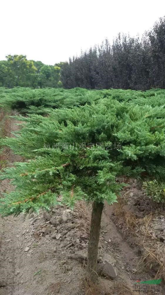 高桿地龍柏圖片高桿地龍柏報價