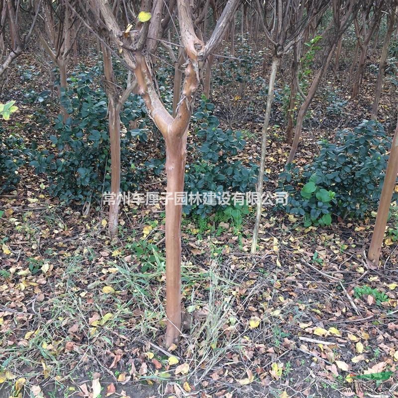 供應(yīng)各類紫薇、紅花紫薇?。?！