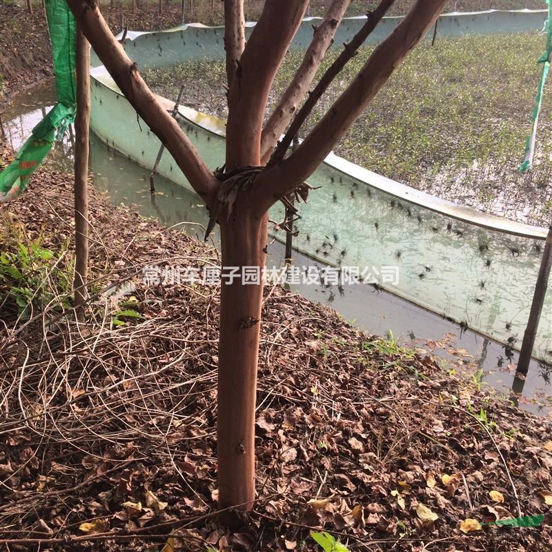 供應各類紫薇、紅花紫薇?。?！