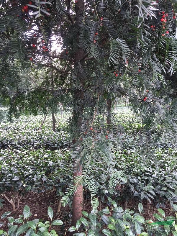 南方6-7公分紅豆杉