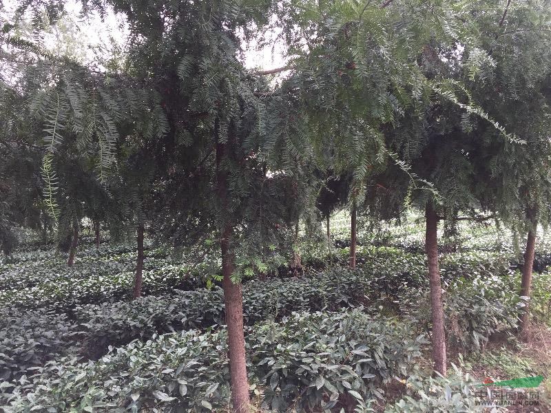 南方6-7公分紅豆杉