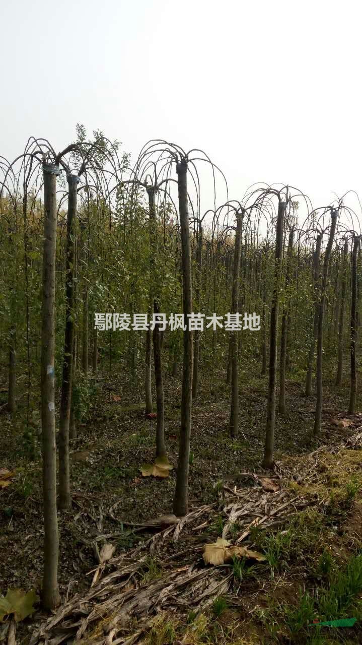 丹枫苗木基地出售精品龙爪槐。