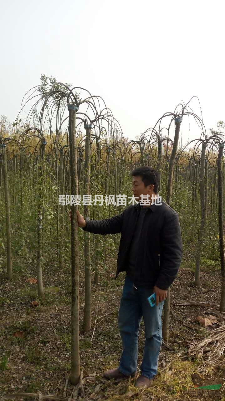 丹枫苗木基地出售精品龙爪槐。