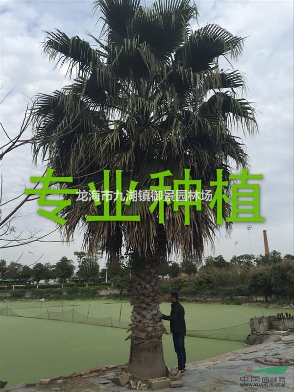 老人葵价钱？老人葵多少钱？老人葵供应