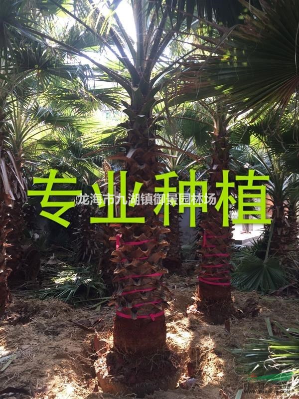 老人葵图片  老人葵价格  老人葵报价