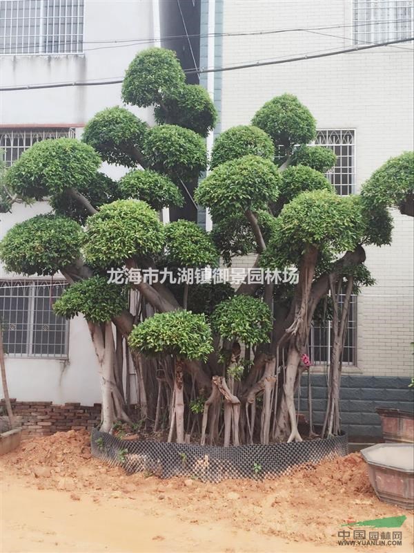 福建造型小叶榕桩头 吊根造型小叶榕桩头 小叶榕基地图片