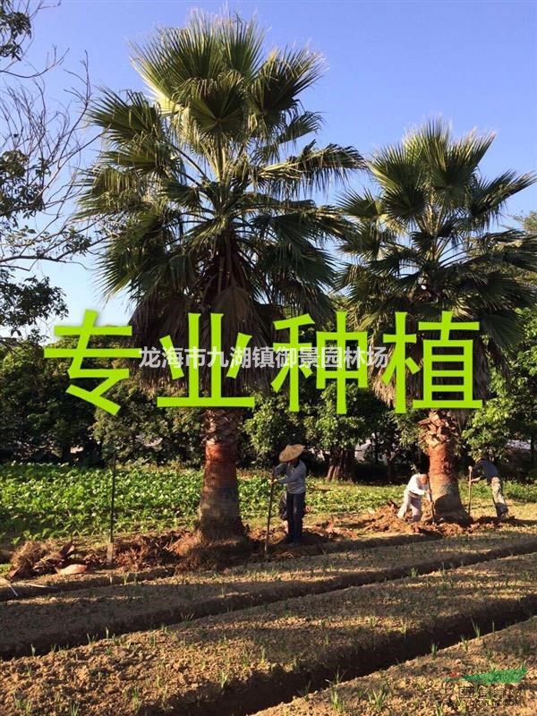 福建华盛顿棕榈基地图片