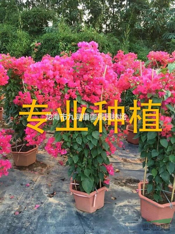 四季红三角梅 中国红三角梅 同安红三角梅 