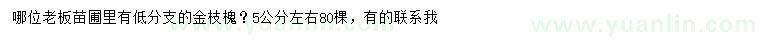 求購5公分左右金枝槐
