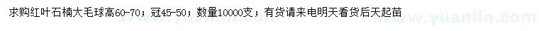 求購高60-70公分紅葉石楠大毛球