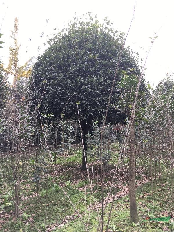 成都地區(qū)供應(yīng)15cm桂花
