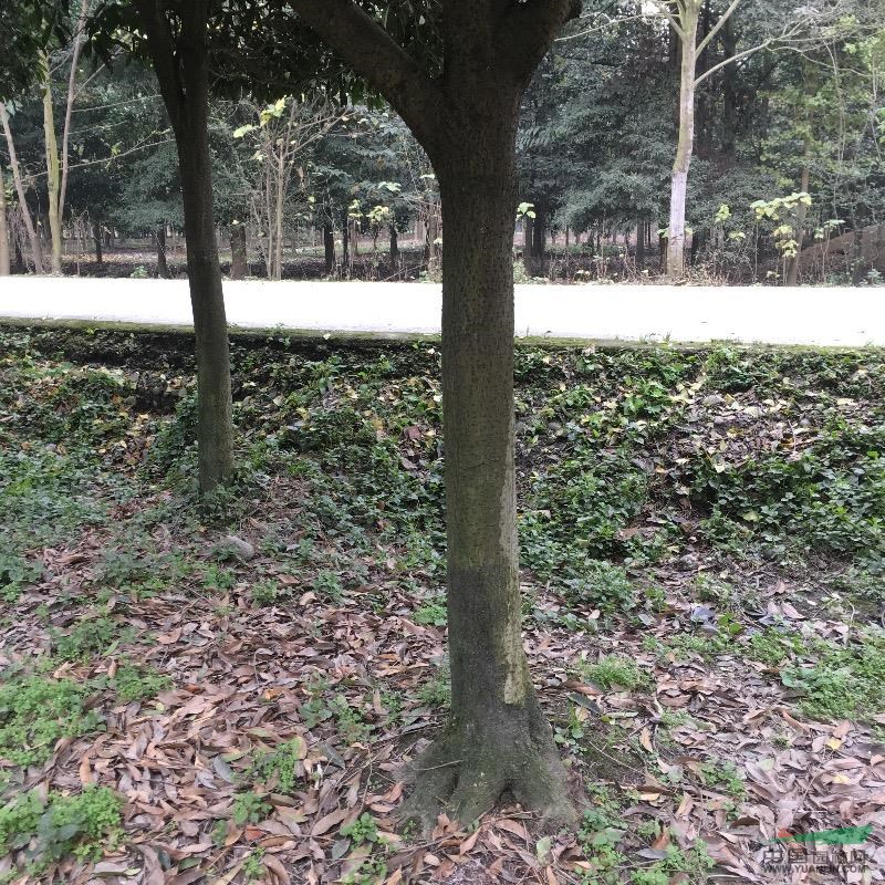 成都地區(qū)供應(yīng)15cm桂花