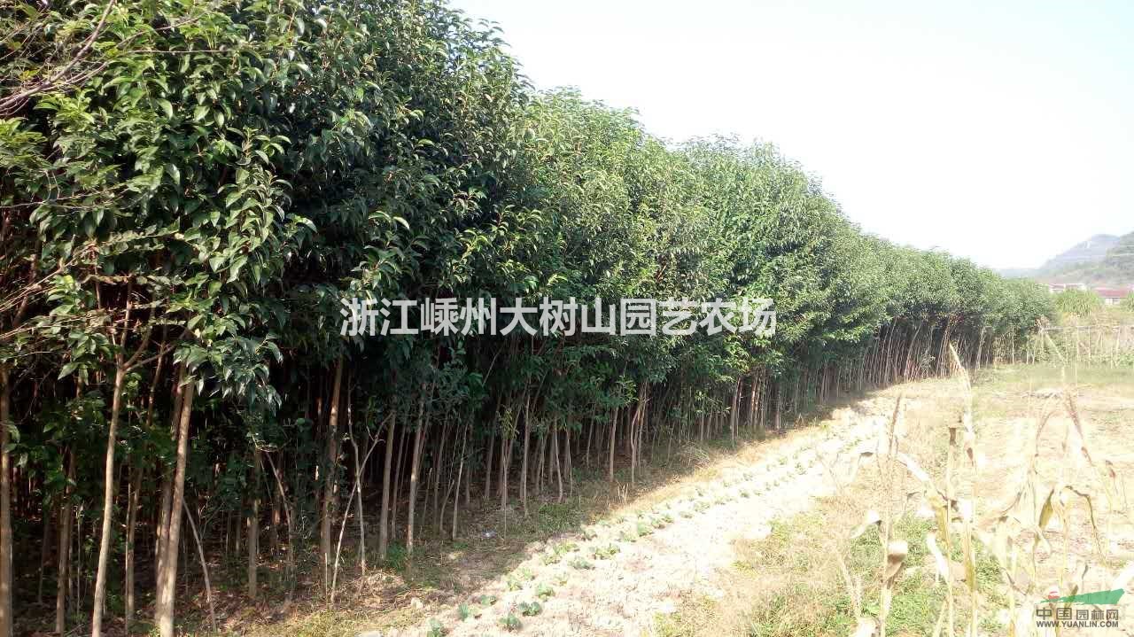 2米高冬青（大葉女貞）10萬棵