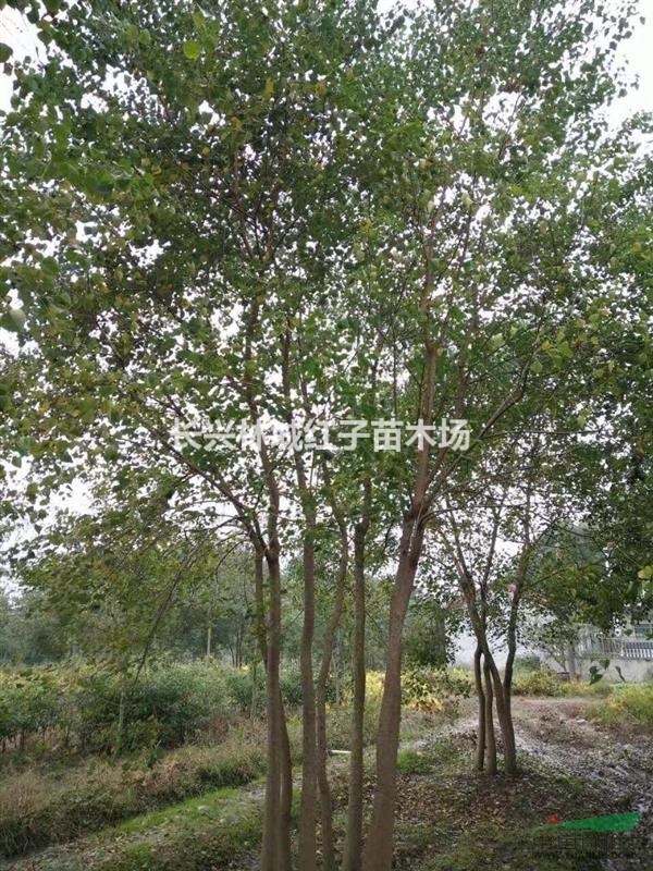 10-20公分乌桕树