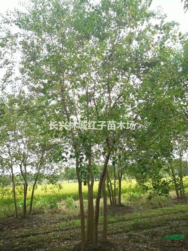 10-20公分乌桕树