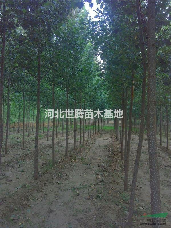 河北保定1-10公分速生楊基地價格 