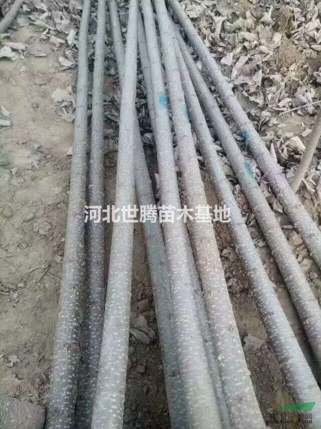 河北保定1-10公分速生楊基地價格 