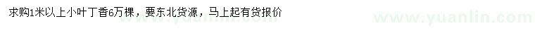 求購(gòu)1米以上小葉丁香