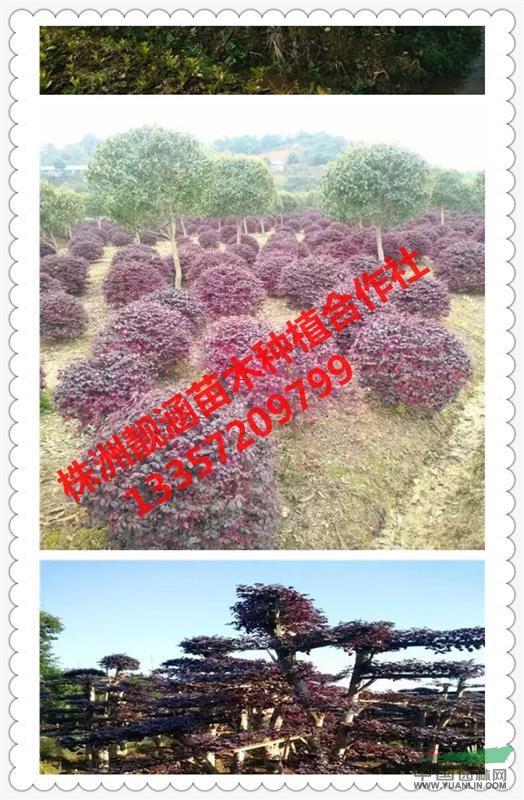基地特價直供湖南紅花繼木柱子、紅繼木球精品柱子