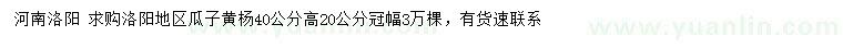 求購(gòu)高40公分瓜子黃楊