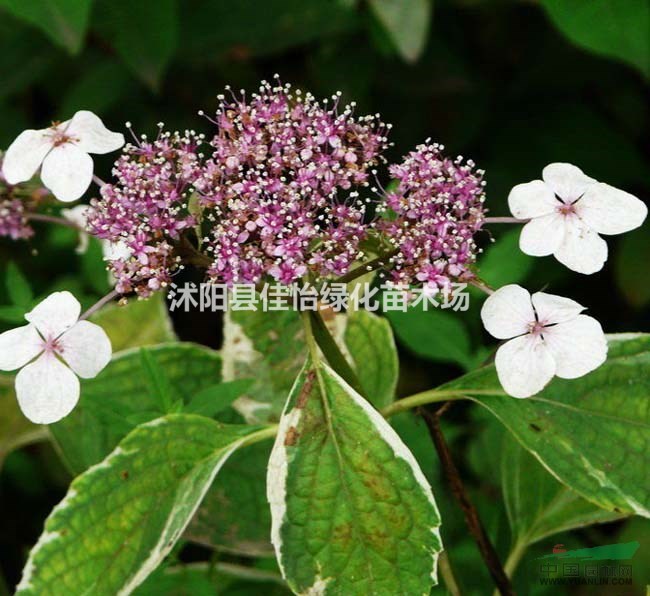 園林綠化小區(qū)綠化銀邊八仙花   銀邊八仙花小苗