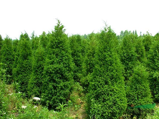 凈高度在1米-2米-3米-4米以上蜀檜報價 南京蜀檜產地價格