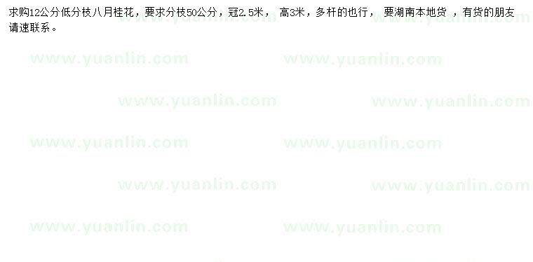 求購12公分八月桂