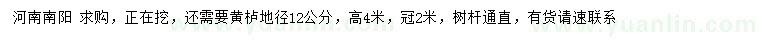 求購地徑12公分黃櫨