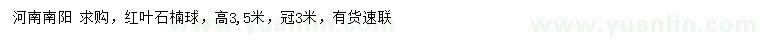 求購高3.5米紅葉石楠球