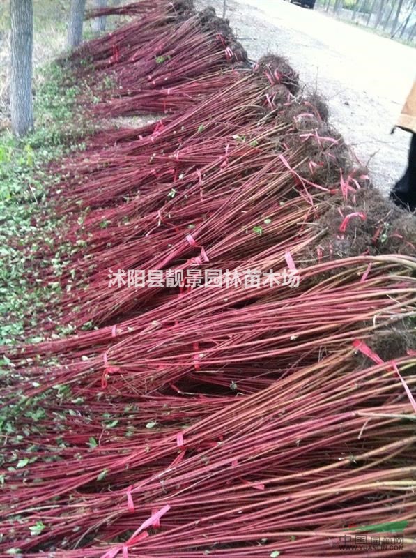 红瑞木苗 红瑞木行情 红瑞木3-12分支 耐寒红瑞木苗