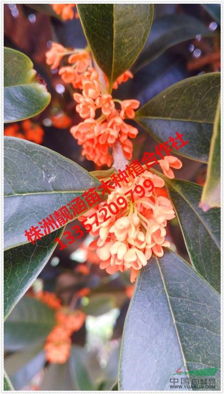 湖南株洲桂花、羅漢松、香樟、欒樹、樸樹、紅花繼木、杜鵑等