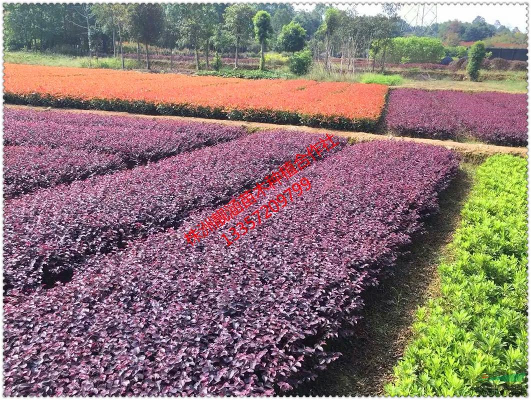 湖南株洲桂花、羅漢松、香樟、欒樹、樸樹、紅花繼木、杜鵑等