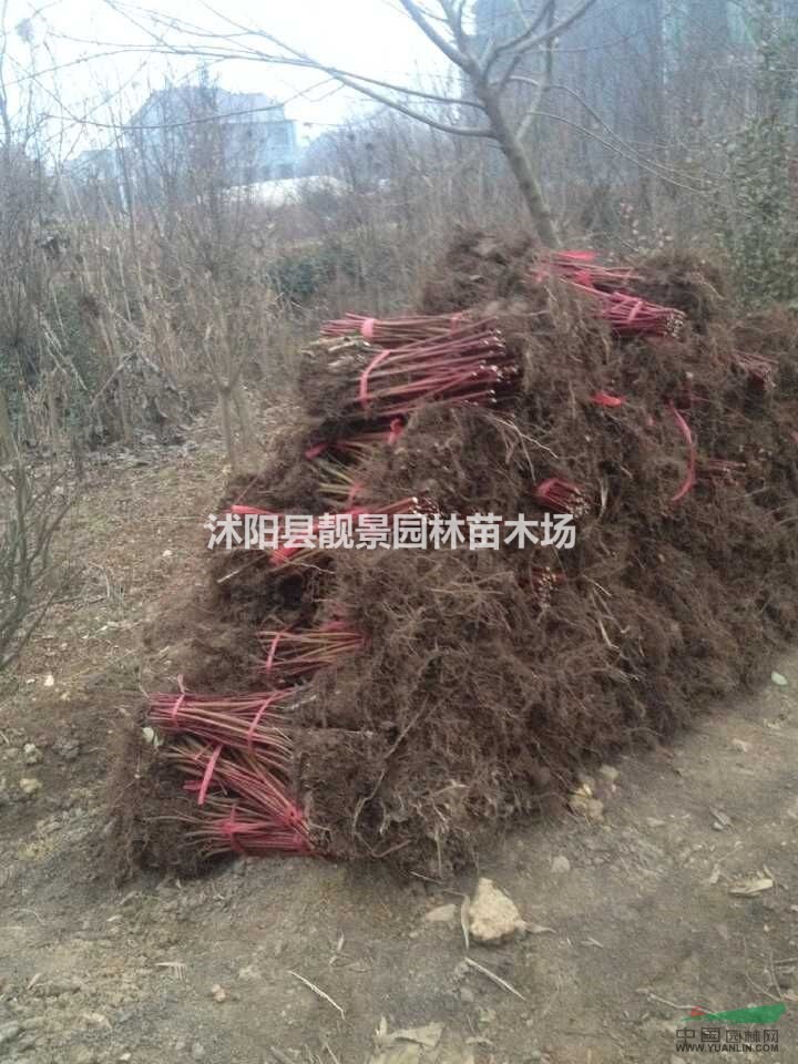 红瑞木苗 红瑞木50-110公分高 红瑞木丛生价格