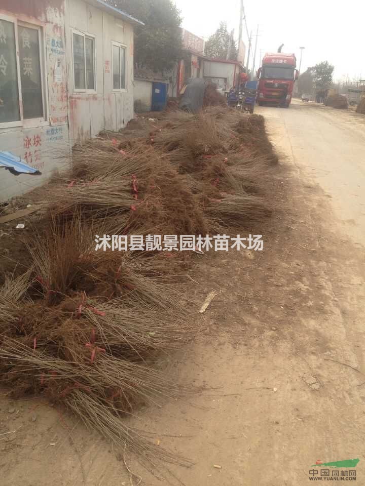水蜡二年生 水蜡耐寒耐旱 水蜡苗长期供应
