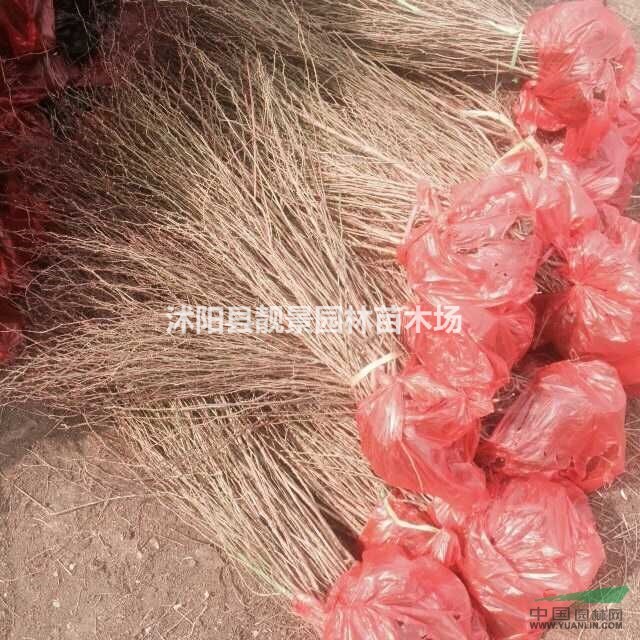 黄刺玫苗 黄刺玫30-60公分高 红刺玫籽播苗长期供应