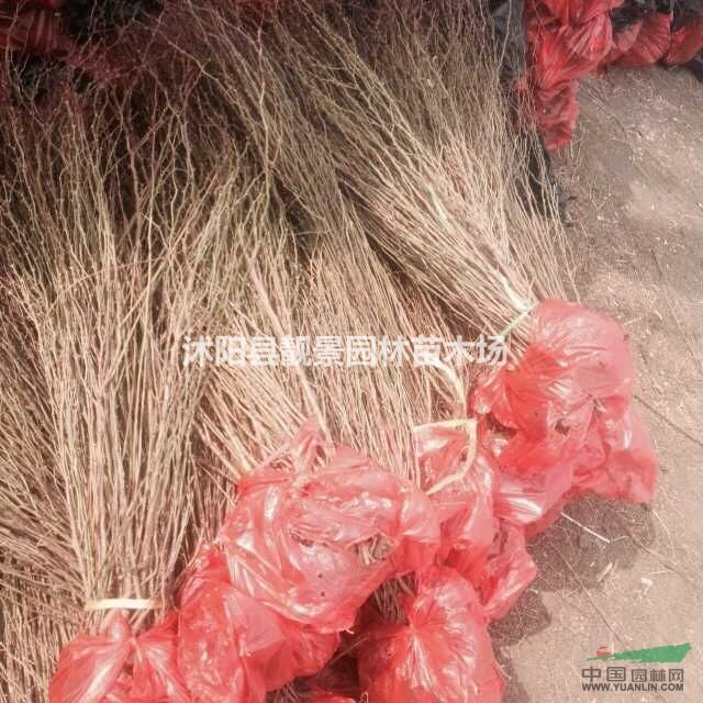 黄刺玫苗 黄刺玫30-60公分高 红刺玫籽播苗长期供应