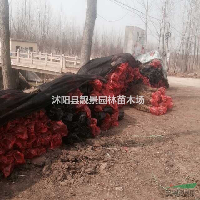 黄刺玫苗 黄刺玫30-60公分高 红刺玫籽播苗长期供应