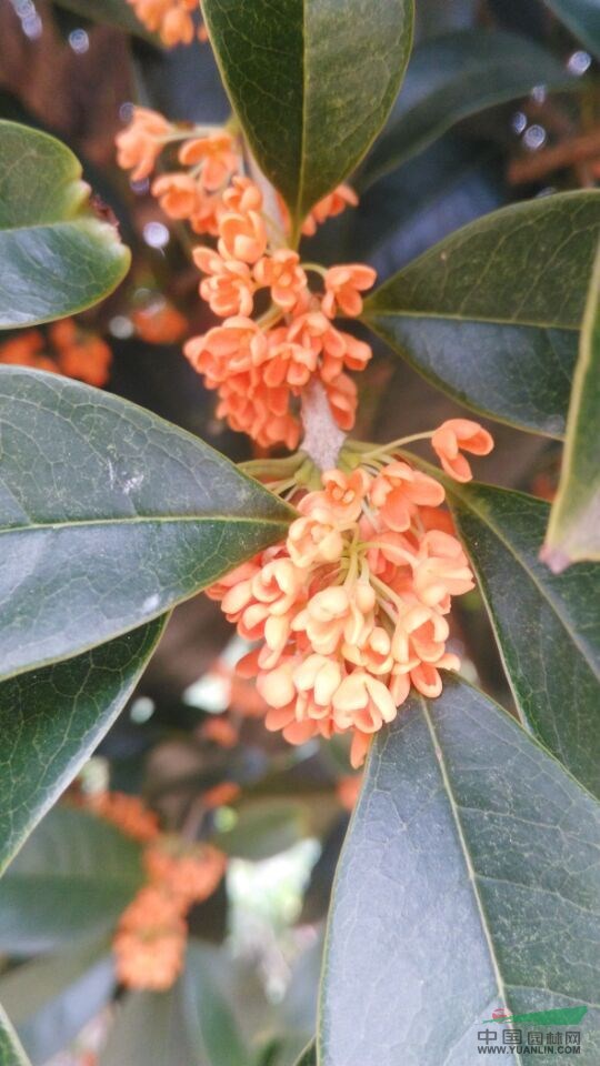 6公分桂花8公分桂花10公分桂花12公分桂花、湖南桂花價(jià)格