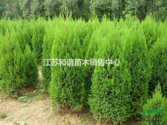 50公分刺柏60公分刺柏價(jià)格