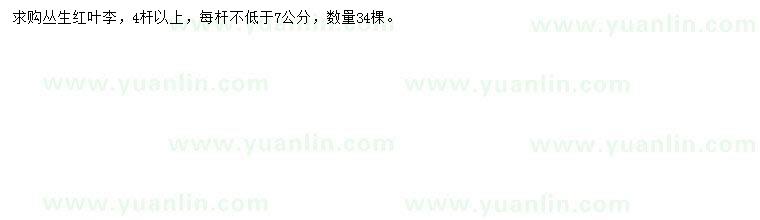 求購(gòu)叢生紅葉李