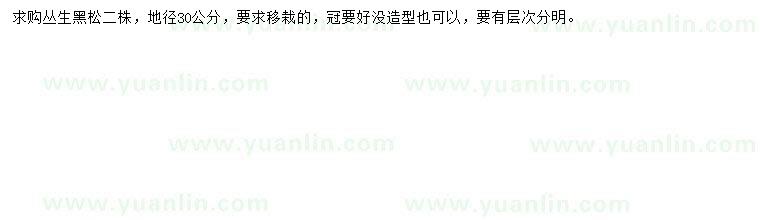 求購地徑30公分叢生黑松