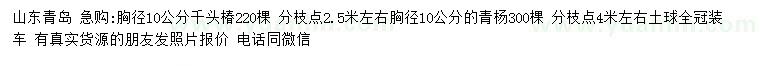 求購(gòu)胸徑10公分千頭椿、青楊