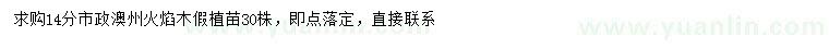 求購14公分澳洲火焰木假植苗