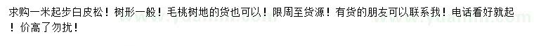 求購1米起步白皮松