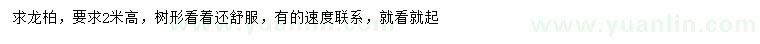 求購高2米龍柏