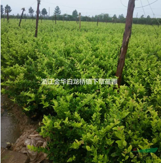 金森女貞杯苗金森女貞價(jià)格金森女貞產(chǎn)地金森女貞批發(fā)金森女貞色塊