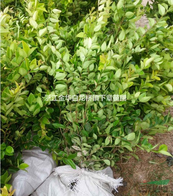 金森女貞杯苗金森女貞價(jià)格金森女貞產(chǎn)地金森女貞批發(fā)金森女貞色塊